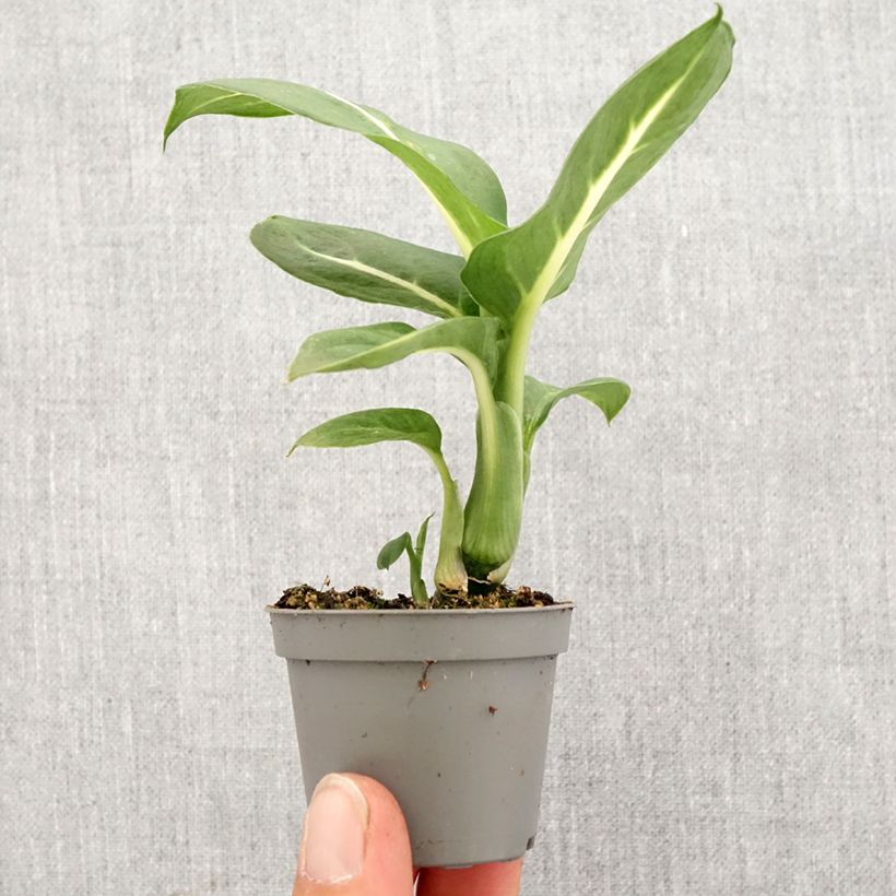 Dieffenbachia Sterling Mini-plante esemplare consegnato in primavera