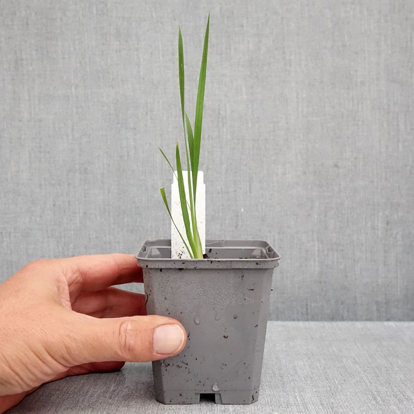 Esemplare di Dierama pulcherrimum Dark Cerise Vasetto da 8/9 cm come consegnato in autunno