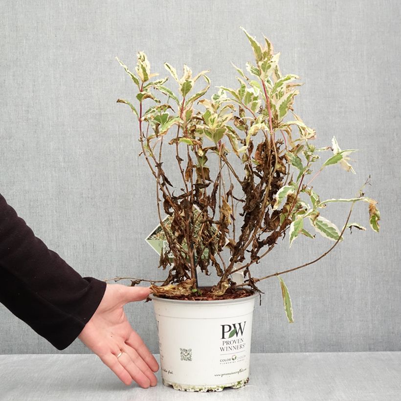 Esemplare di Diervilla Kodiak Mixx Vaso da 3L/4L come consegnato in autunno