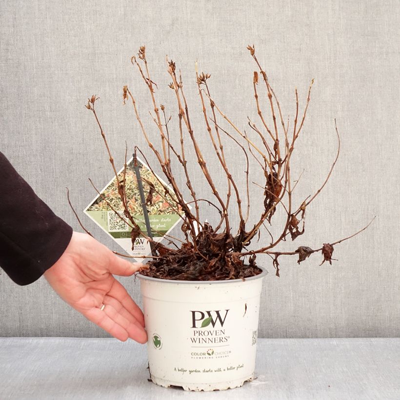 Diervilla Kodiak Mixx Vaso da 3L/4L esemplare consegnato in inverno