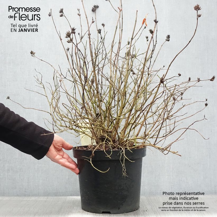 Diervilla rivularis Honeybee Vaso da 7,5L/10L esemplare consegnato in inverno