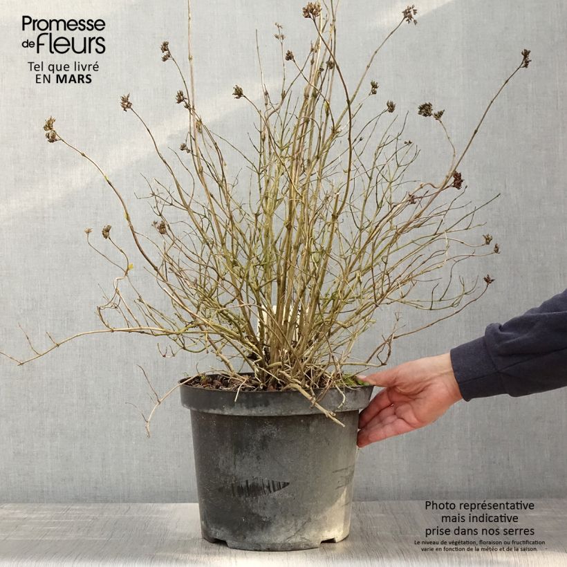 Diervilla rivularis Honeybee Vaso da 7,5L/10L esemplare consegnato in primavera