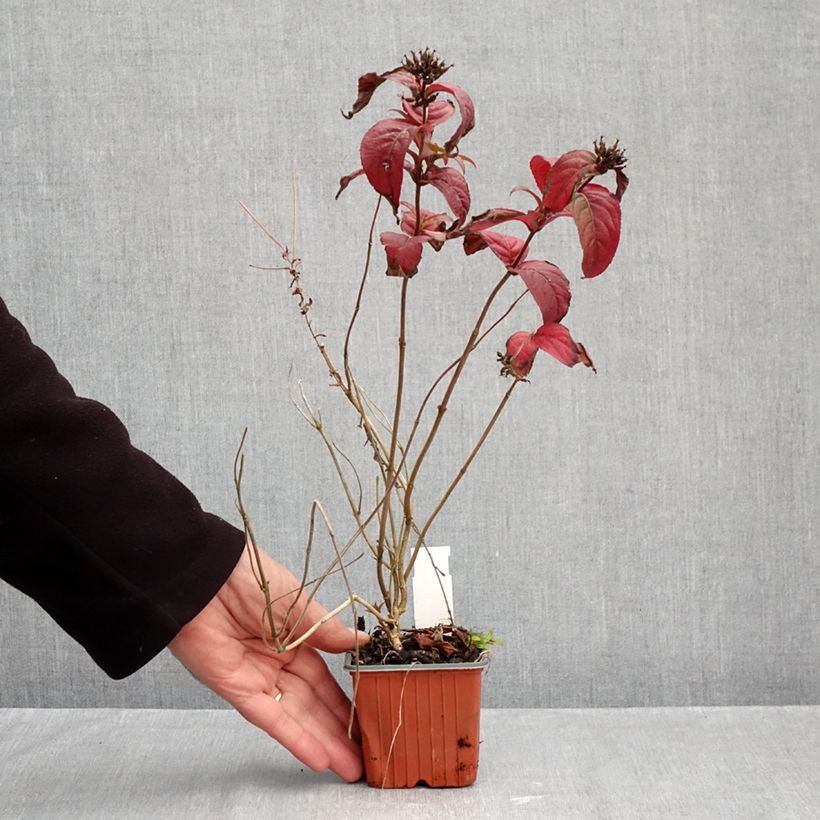 Esemplare di Diervilla rivularis Troja Black Vasetto da 8/9 cm come consegnato in autunno