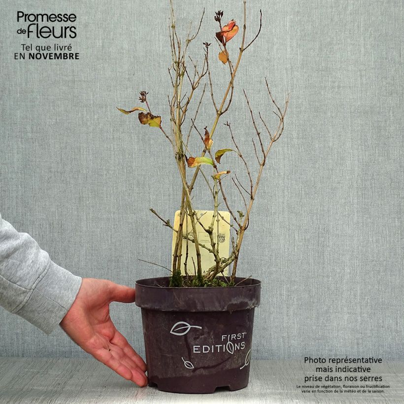 Esemplare di Diervilla sessilifolia Cool Splash Vaso da 3L/4L come consegnato in autunno