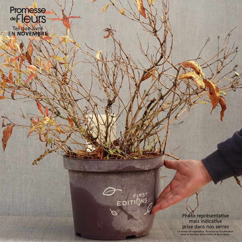 Esemplare di Diervilla sessilifolia Cool Splash Vaso da 7,5L/10L come consegnato in autunno