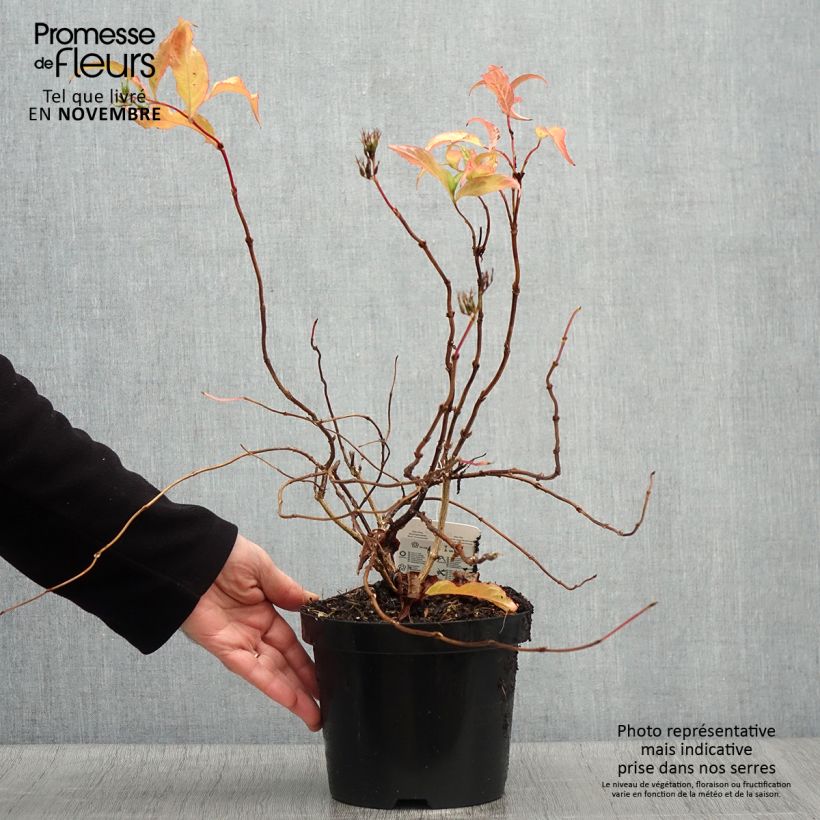 Esemplare di Diervilla splendens Vaso da 2L/3L come consegnato in autunno