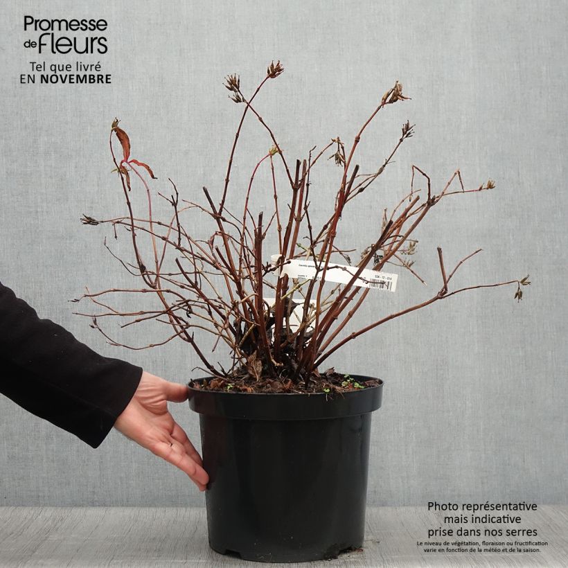 Esemplare di Diervilla splendens Diva Vaso da 7,5L/10L come consegnato in autunno