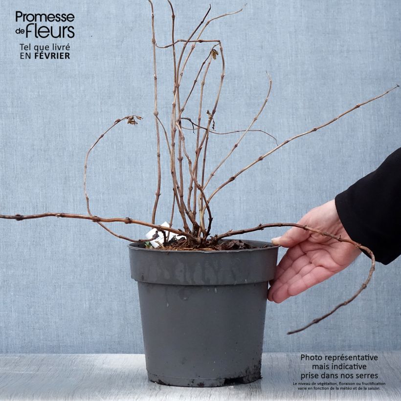 Diervilla Honey Surprise Vaso da 4L/5L esemplare consegnato in inverno