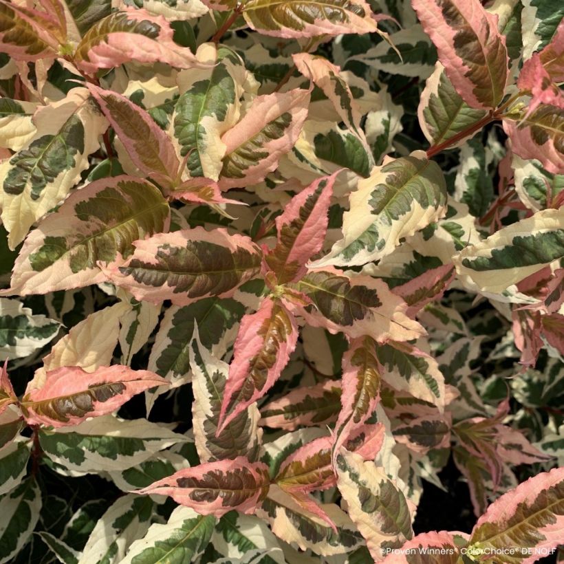 Diervilla Kodiak Mixx (Fogliame)