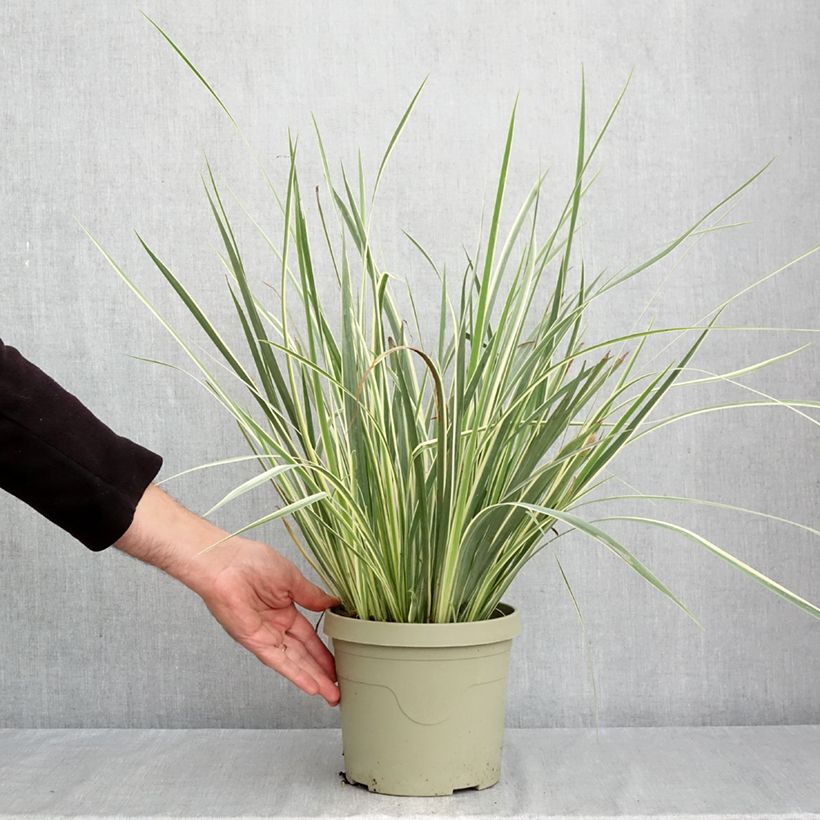 Esemplare di Dietes bicolor Milky Way Vaso da 3L/4L come consegnato in autunno