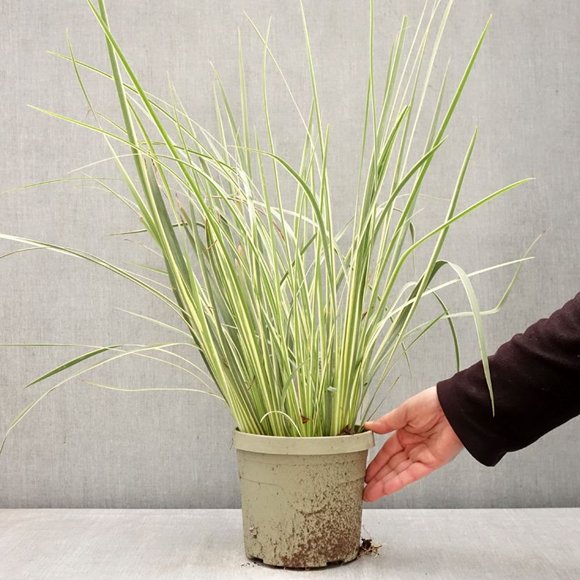 Dietes bicolor Milky Way Vaso da 3L/4L esemplare consegnato in primavera