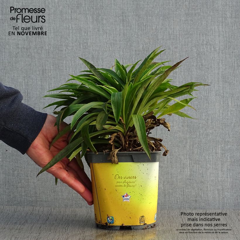 Esemplare di Digitalis Goldcrest - Digitale ibrido Vaso da 1,5L/2L come consegnato in autunno