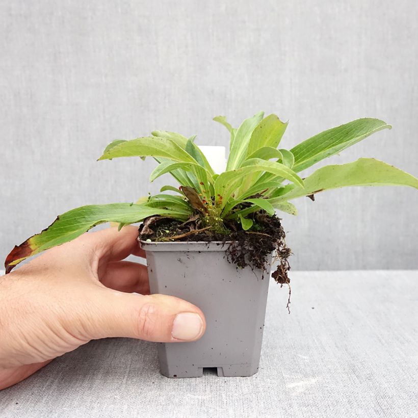 Esemplare di Digitalis parviflora - Digitale Vasetto da 8/9 cm come consegnato in autunno