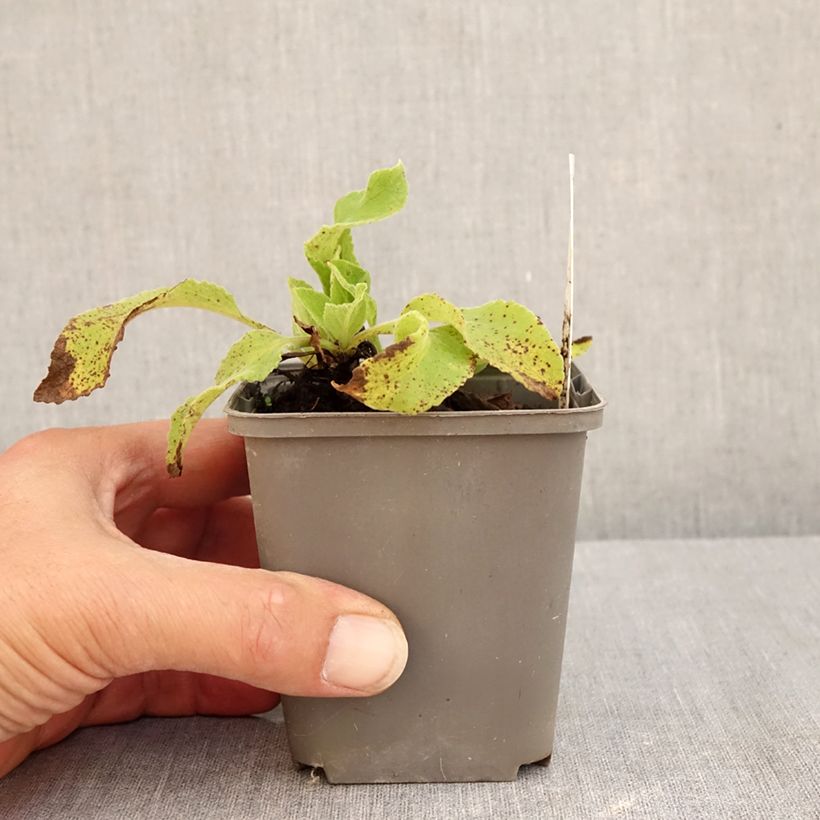 Esemplare di Digitalis purpurea Monstrosa - Digitale rossa Vasetto da 8/9 cm consegnato in estate