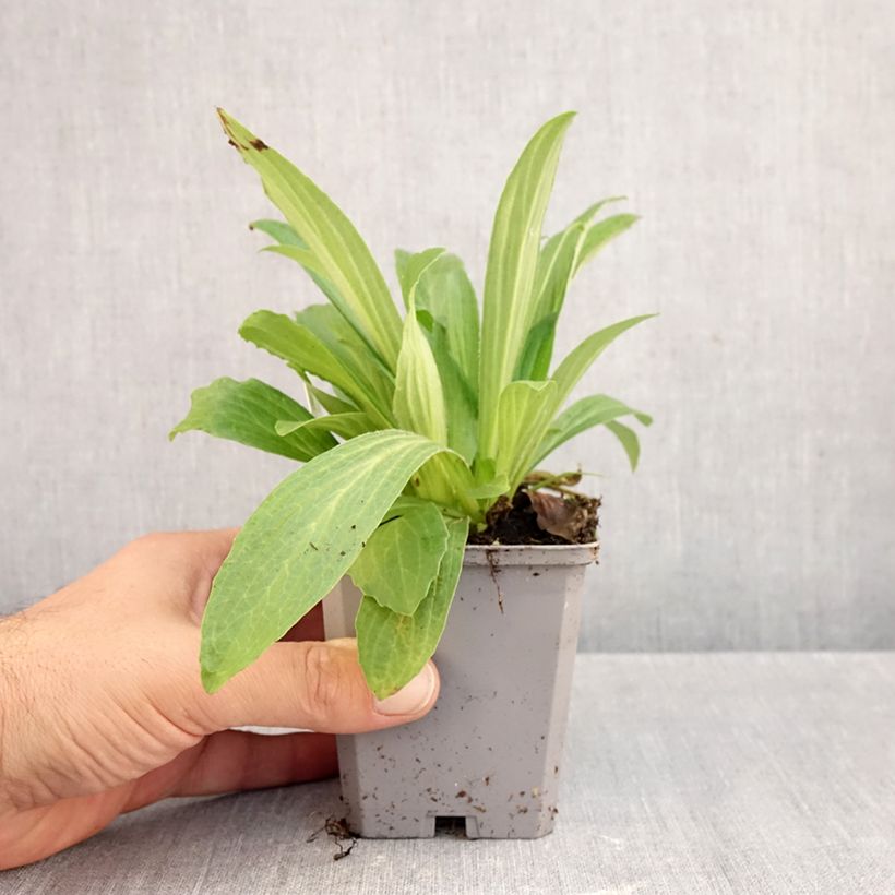 Esemplare di Digitalis ferruginea Gigantea - Digitale bruna Vasetto da 8/9 cm come consegnato in autunno