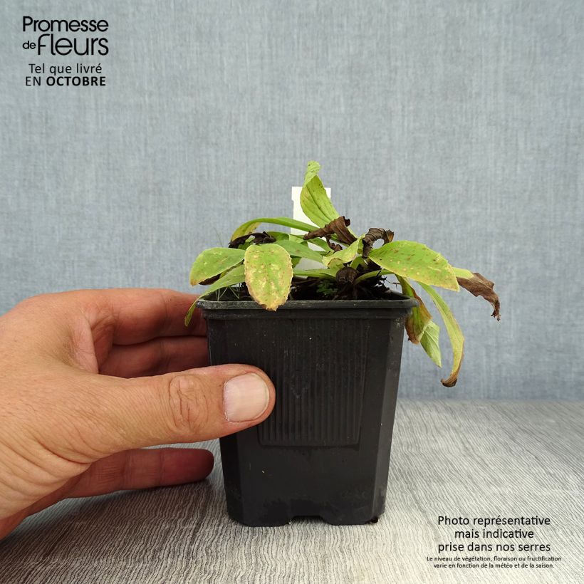 Esemplare di Digitalis lutea - Digitale gialla piccola Vasetto da 8/9 cm come consegnato in autunno