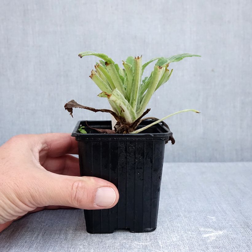 Esemplare di Digitalis Apple Blossom - Digitale ibrido Vasetto da 8/9 cm come consegnato in autunno