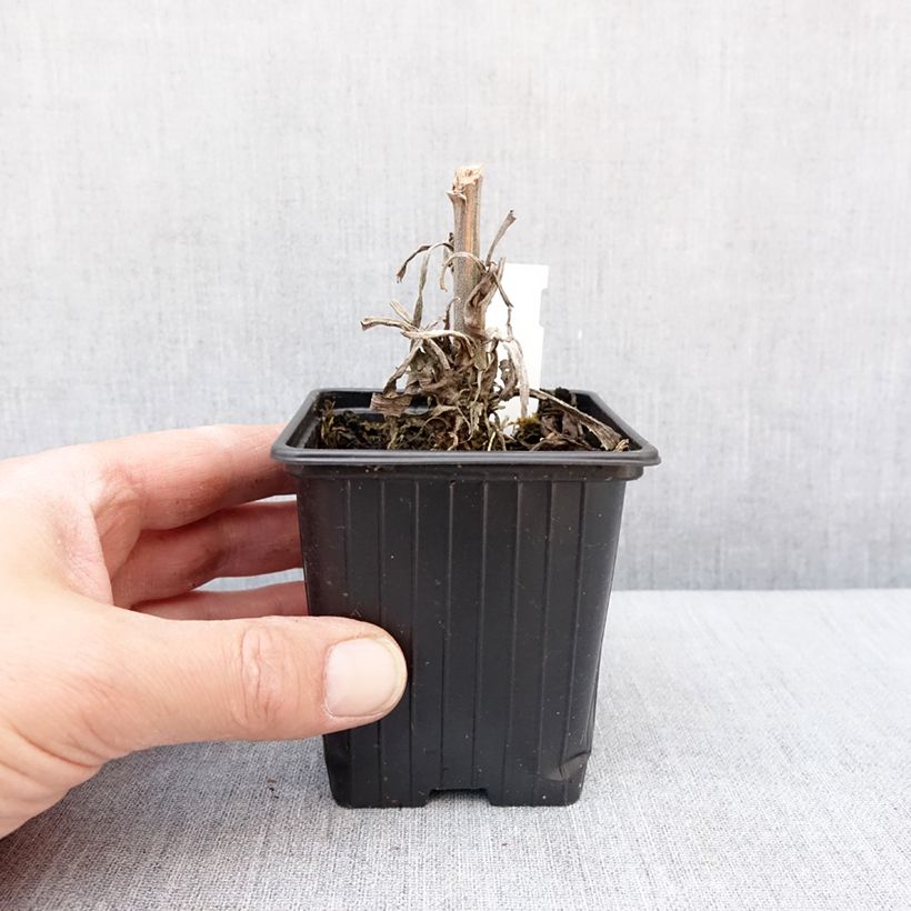 Digitalis Apple Blossom - Digitale ibrido Vasetto da 8/9 cm esemplare consegnato in inverno