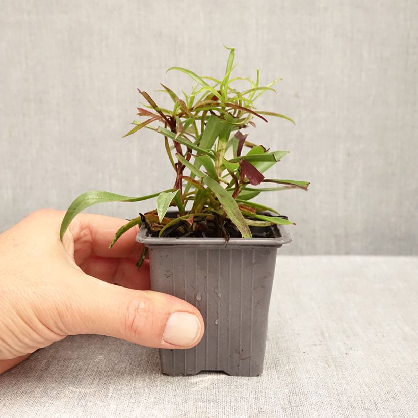 Esemplare di Digitalis obscura - Digitale Vasetto da 8/9 cm come consegnato in autunno