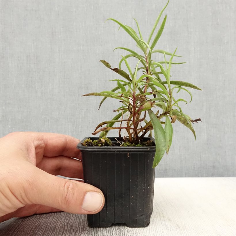 Digitalis obscura - Digitale Vasetto da 8/9 cm esemplare consegnato in primavera