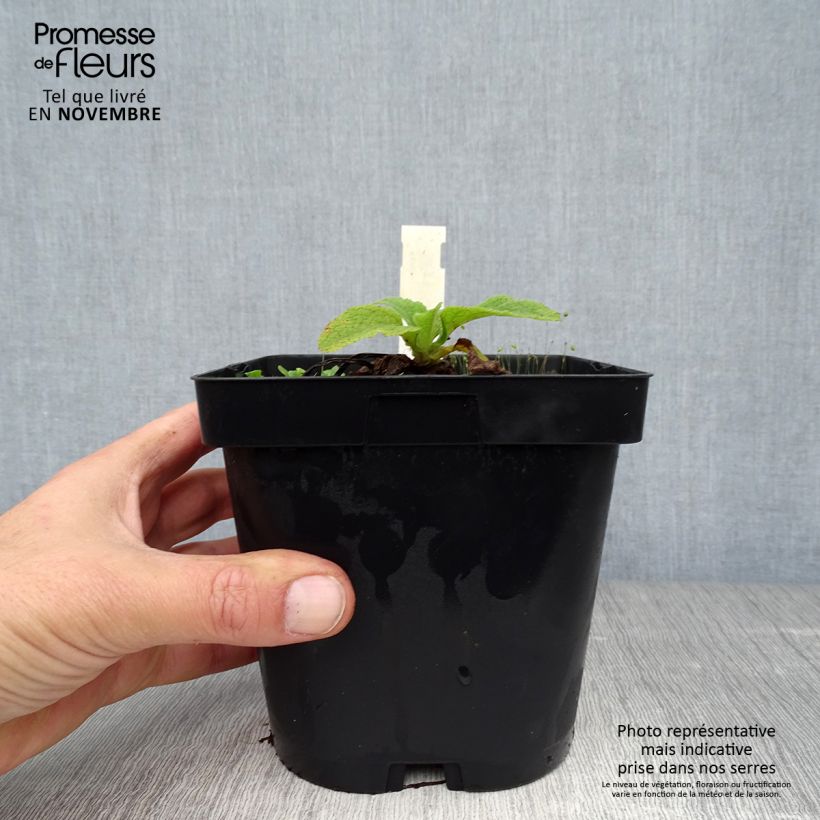 Esemplare di Digitalis purpurea Alba - Digitale rossa Vaso da 2L/3L come consegnato in autunno