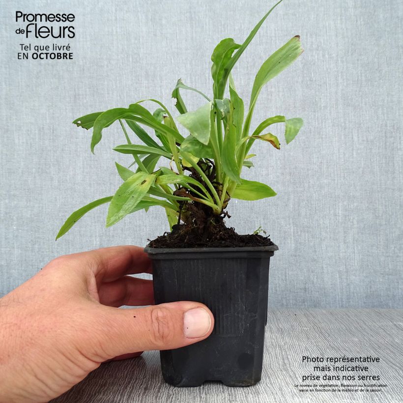 Esemplare di Digitalis Spice Island - Digitale ibrido Vasetto da 8/9 cm come consegnato in autunno