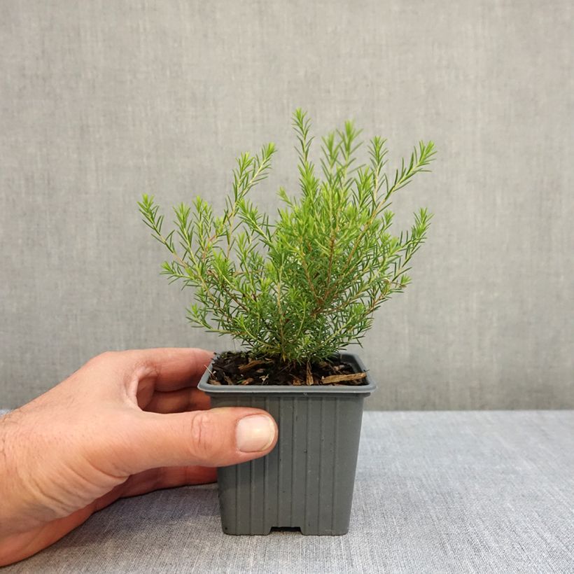 Esemplare di Diosma hirsuta Pink Fountain Vasetto da 8/9 cm come consegnato in autunno