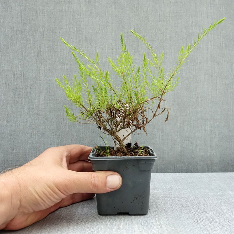 Esemplare di Diosma hirsuta Sunset Gold Vasetto da 8/9 cm come consegnato in autunno