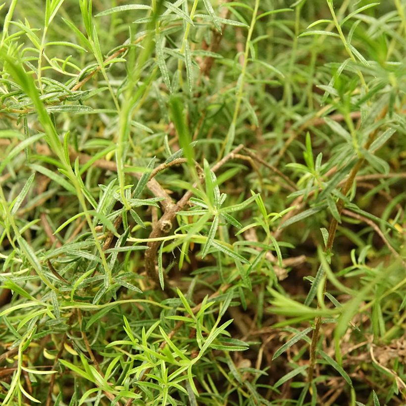 Diosma hirsuta Pink Diamond (Fogliame)