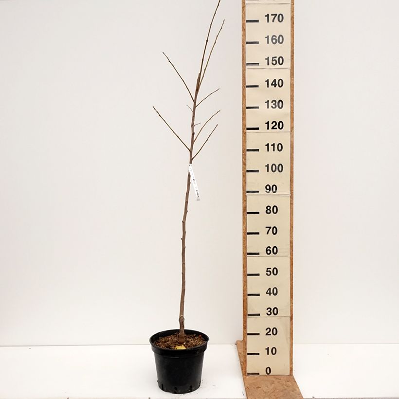 Esemplare di Cachi Costata Vaso da 7,5L/10L, Vasetto come consegnato in autunno