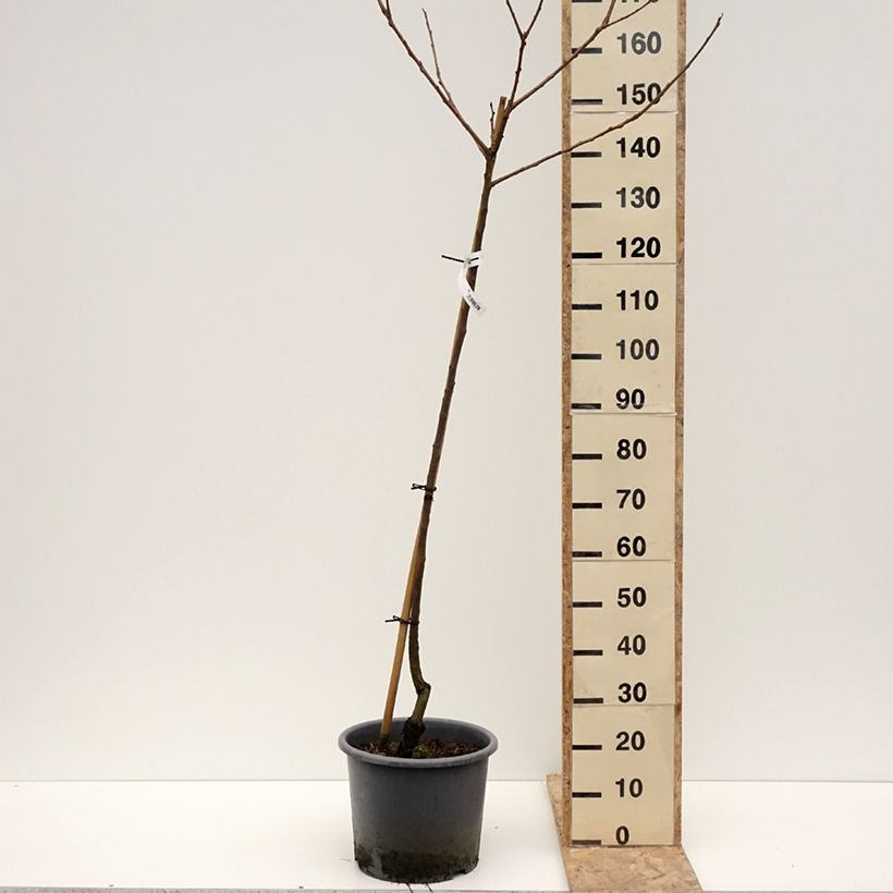 Cachi Fuyu Vaso da 12L/15L, Vaso impalcato medio esemplare consegnato in inverno