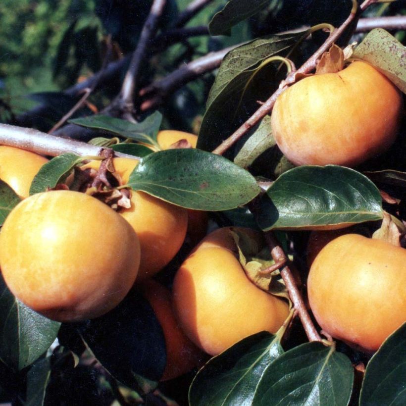 Cachi Tipo (Raccolta)