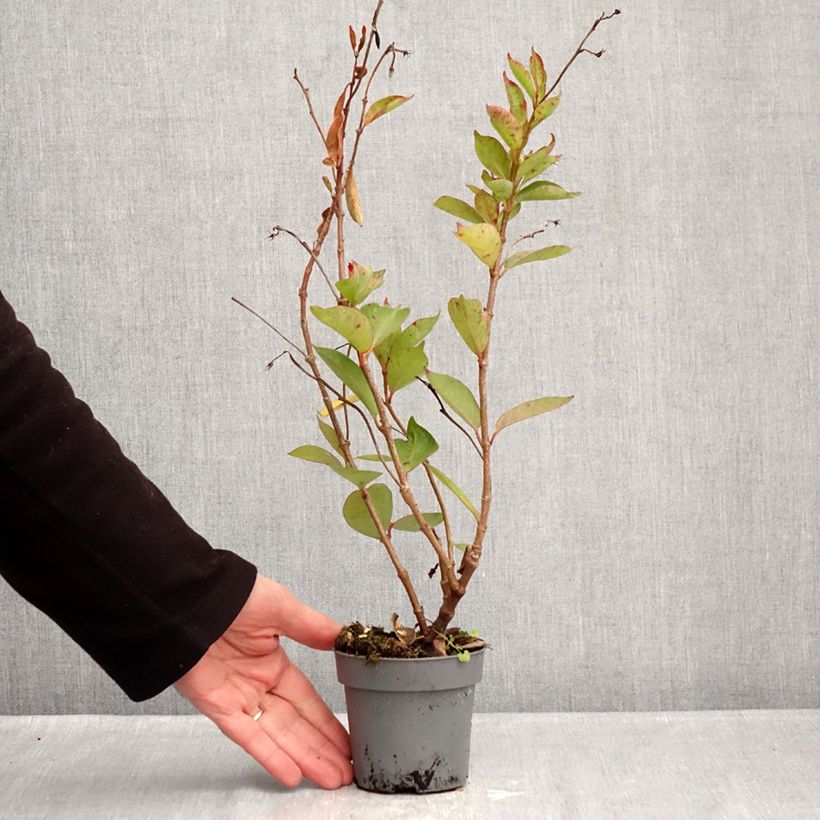 Dipladenia Bella Pink Star Vaso da Ø 12 cm / 13 cm esemplare consegnato in inverno