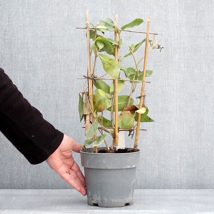 Dipladenia Diamantina Agate mini Strawberry red Vaso da 1,5L/2L esemplare consegnato in inverno