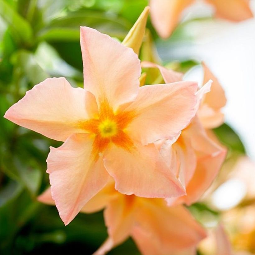 Mandevilla sanderi Diamantina Emerald Amber Star - Gelsomino del Cile (Fioritura)