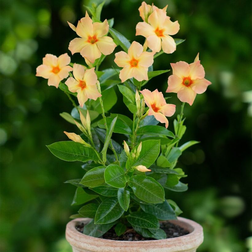 Mandevilla sanderi Diamantina Emerald Amber Star - Gelsomino del Cile (Porto)