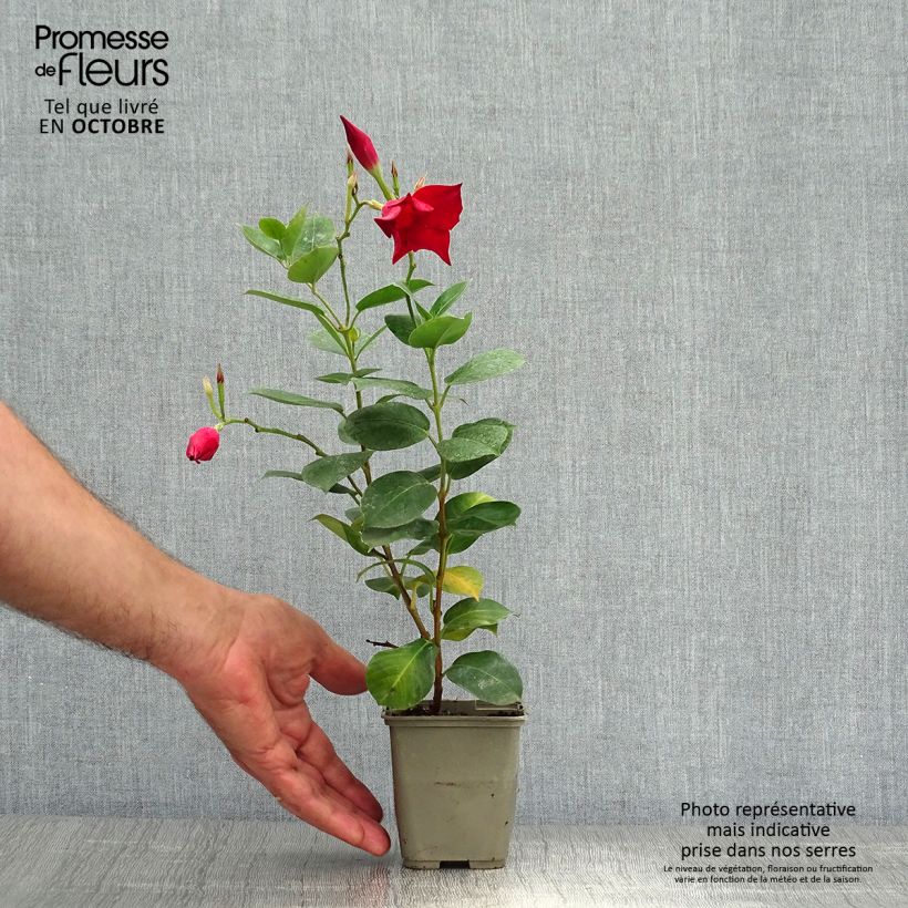 Esemplare di Dipladenia Diamantina Jade Red Vaso da 2L/3L come consegnato in autunno