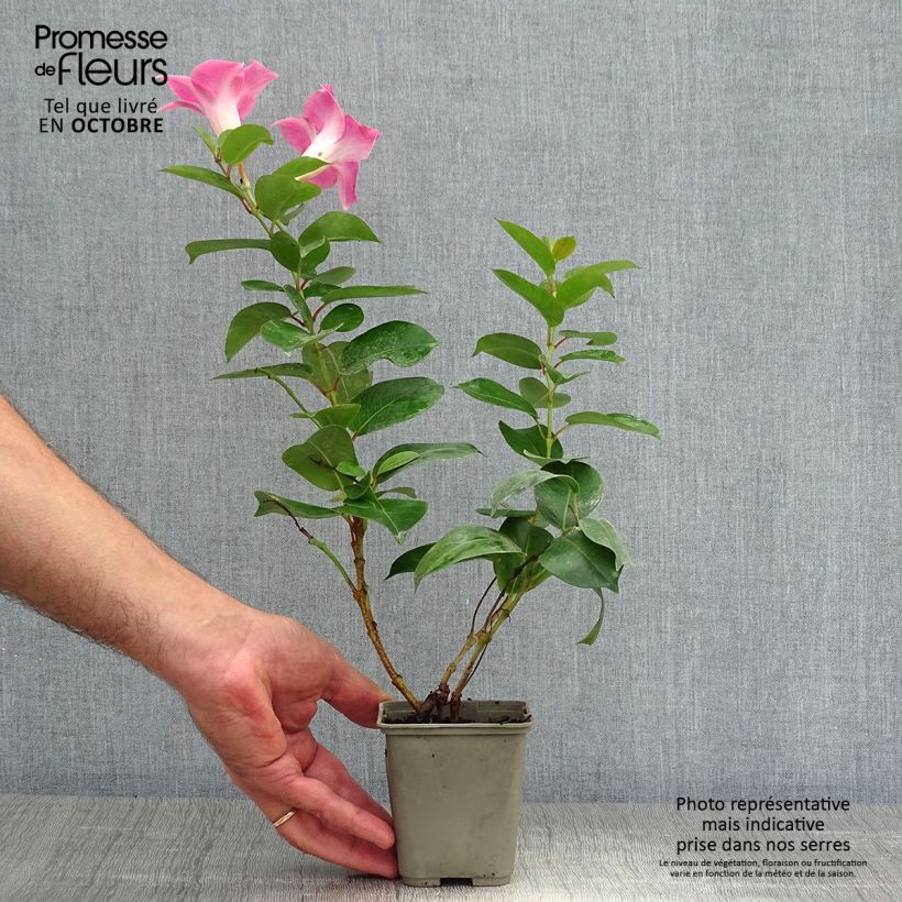 Esemplare di Dipladenia Diamantina Jade Rose Vaso da 2L/3L come consegnato in autunno