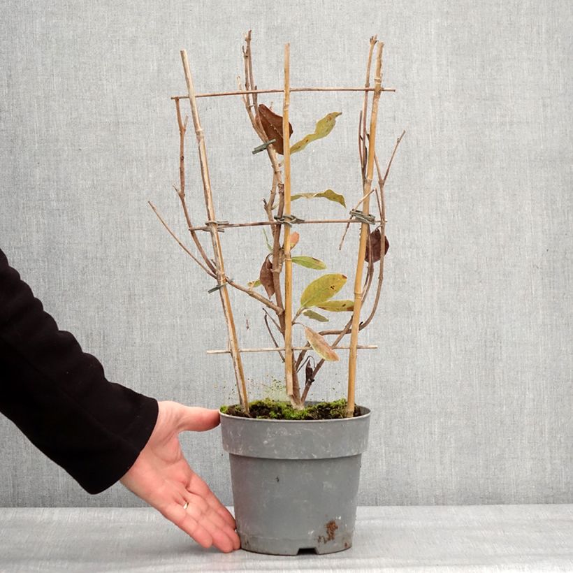 Dipladenia Diamantina Jade Rose Vaso da 2L/3L esemplare consegnato in inverno