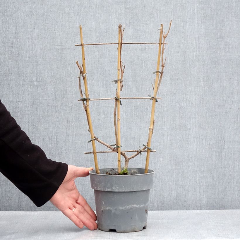 Dipladenia Diamantina Jade Rose Vaso da 2L/3L esemplare consegnato in primavera