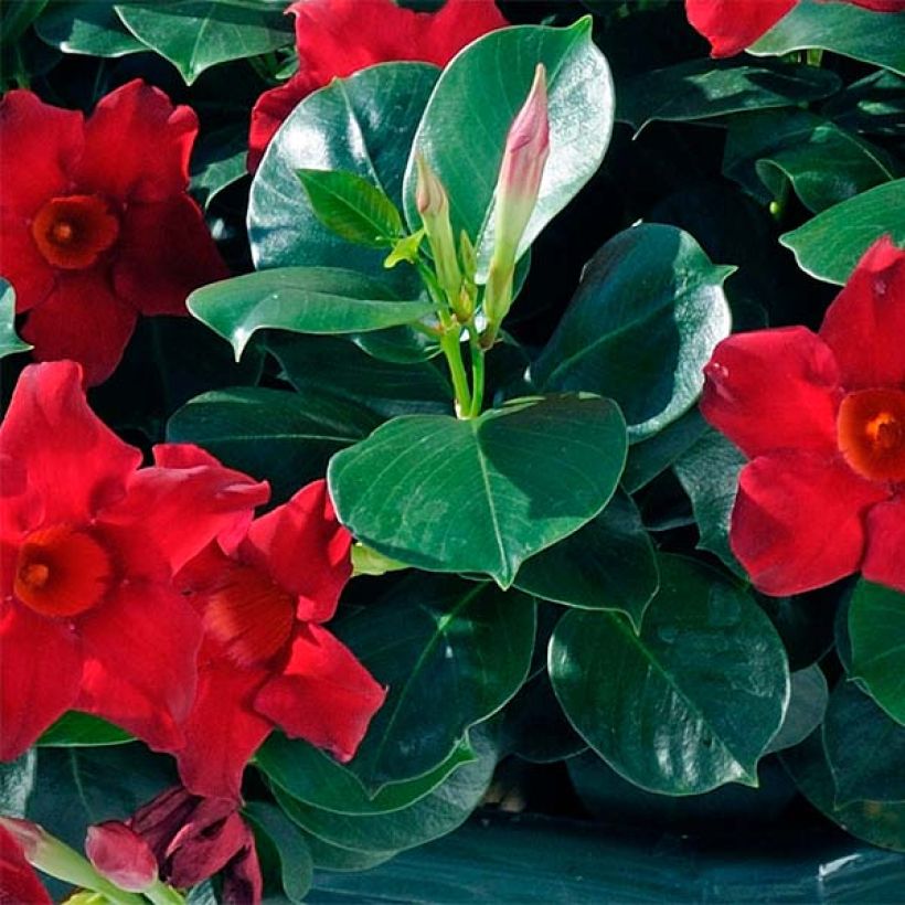 Dipladenia Diamantina Jade Scarlet (Fogliame)