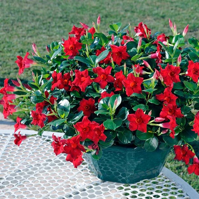 Dipladenia Diamantina Jade Scarlet (Porto)