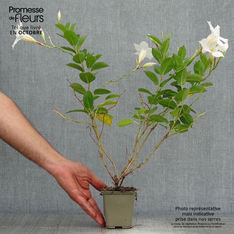 Esemplare di Dipladenia DiamantinaJade White Vaso da Ø 10 cm/11 cm come consegnato in autunno