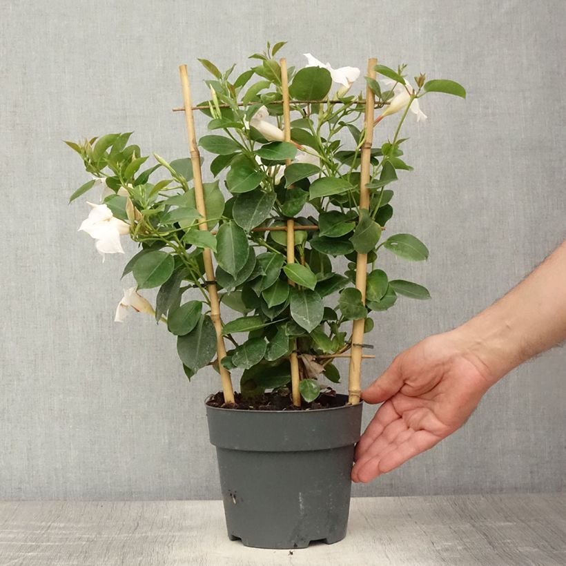 Esemplare di Dipladenia Jade XXL White Vaso da 1,5L/2L consegnato in estate