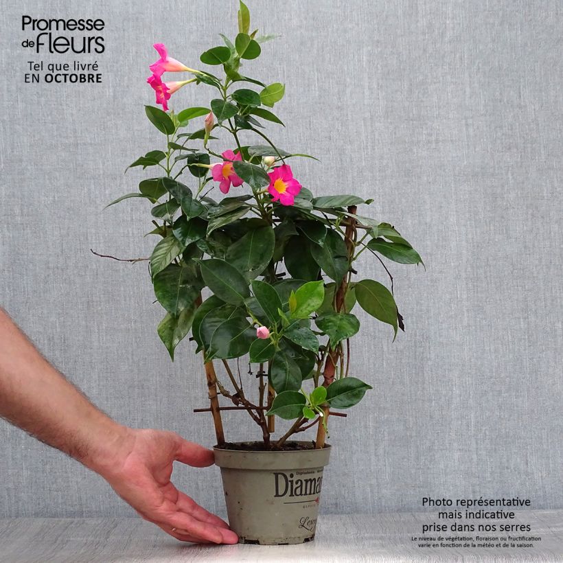 Esemplare di Dipladenia Diamantina Quartz Pink & Yellow Vaso da 1L/1,5L come consegnato in autunno