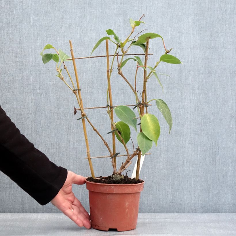 Dipladenia Diamantina Quartz Pink & Yellow Vaso da 1L/1,5L esemplare consegnato in inverno