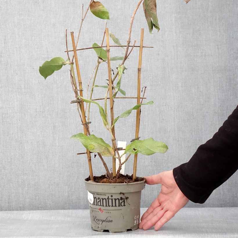 Dipladenia Diamantina Tourmaline Pink Vaso da 1,5L/2L esemplare consegnato in inverno