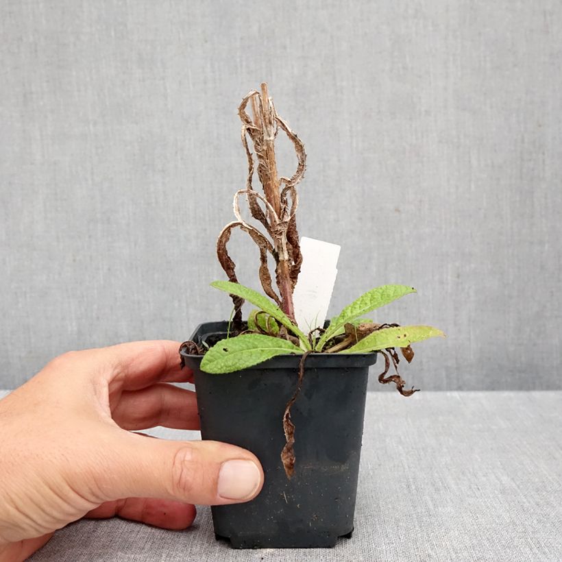 Esemplare di Dipsacus fullonum - Scardaccione selvatico Vasetto da 8/9 cm come consegnato in autunno