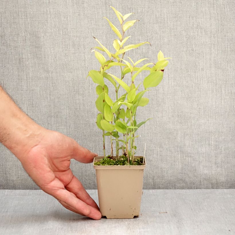 Esemplare di Disporum cantoniense Green Giant Vaso da Ø 10 cm/11 cm consegnato in estate