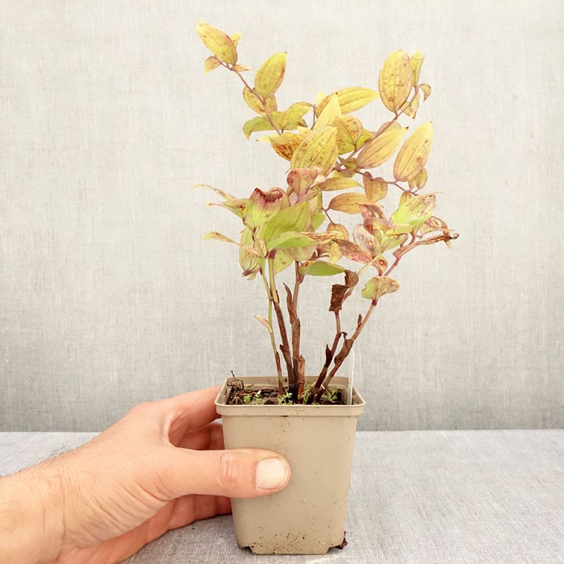 Esemplare di Disporum megalanthum Vasetto da 8/9 cm come consegnato in autunno